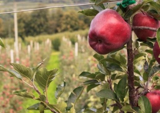 Mela Val Venosta: la mela trentina libera dai diserbanti