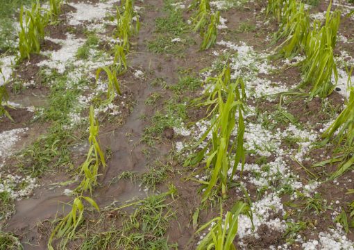 Grandine e siccità: da Nord a Sud, danni di milioni di euro per il settore agricolo.