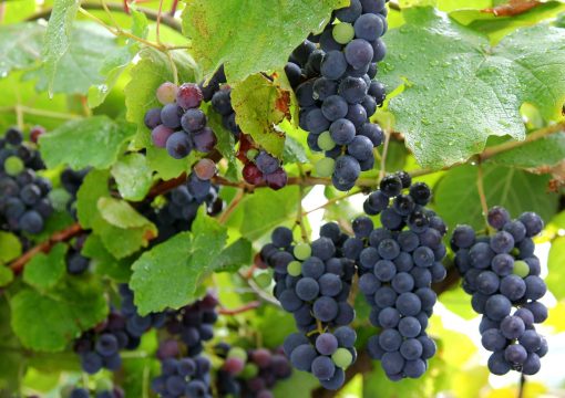 Uva fragola, la dolce varietà di uva americana.