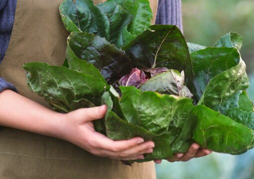 Gli ortaggi più particolari da scoprire per le tue ricette