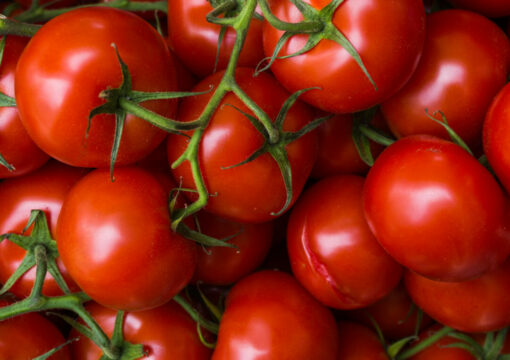 Il Pomodoro: Un Incontro con l’Icona della Cucina Italiana