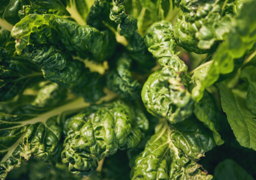 Gli Spinaci: Un Tesoro Verde per il Menu del Tuo Ristorante